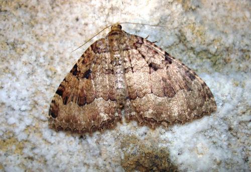 Réf. 39 341 : Triphosa dubitata