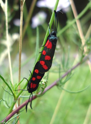 Réf. 39 052 : Zygaena transalpina
