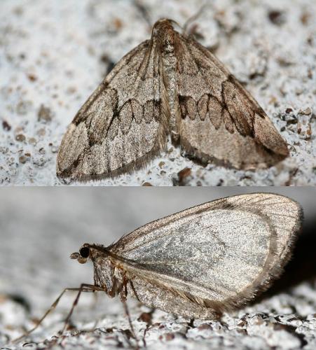 Réf. 39 803 : Thera juniperata