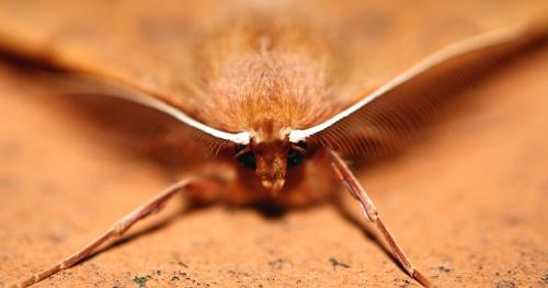 Colotois pennaria