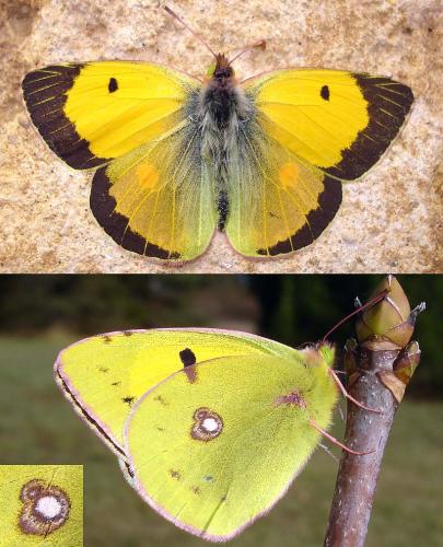 Colias croceus