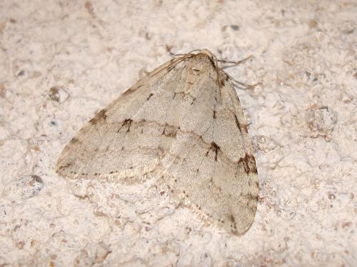 Epirrita autumnata