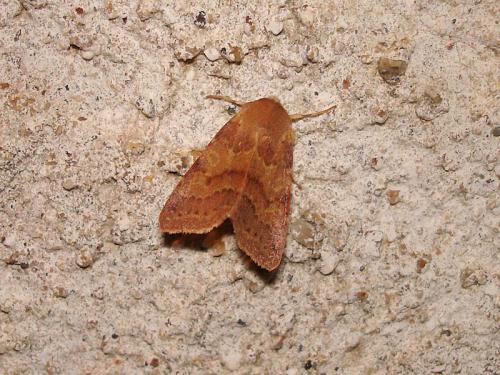 Réf. 39 685 : Agrochola helvola