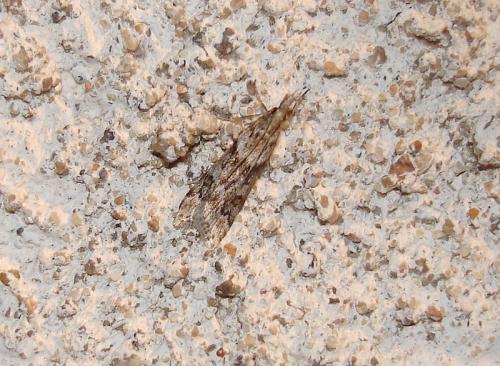 Eudonia angustea