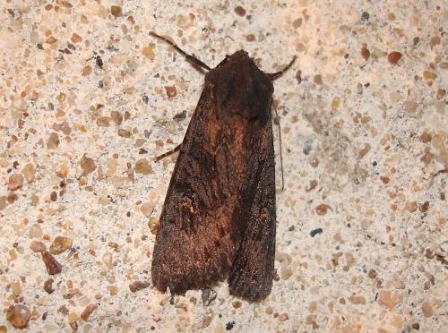 Réf. 39 507 : Aporophyla nigra