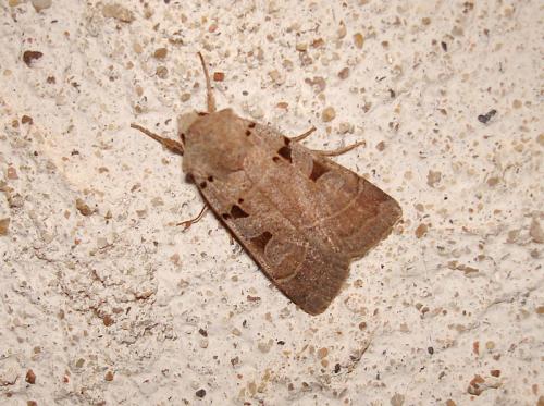 Eugnorisma glareosa