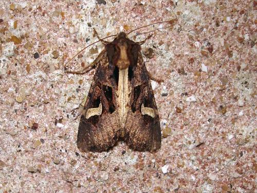 Réf. 39 712 : Trigonophora flammea