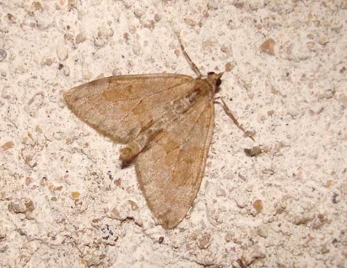 Thera sp.