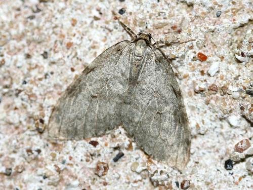 Réf. 39 826 : Epirrita sp.