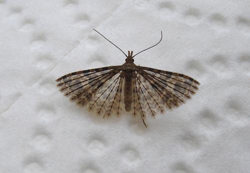 Alucita hexadactyla