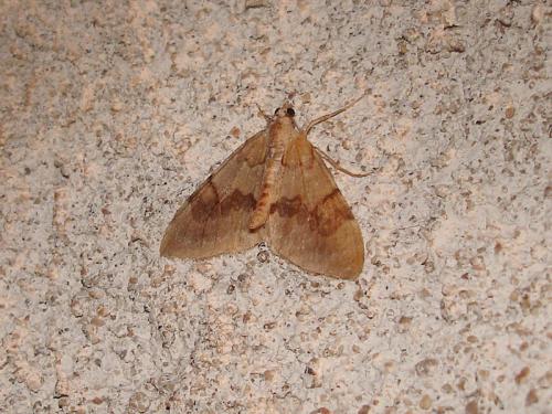 Réf. 39 713 : Pennithera firmata
