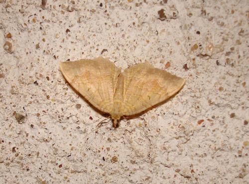 Camptogramma bilineata