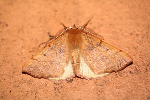 Réf. 39 371 : Colotois pennaria