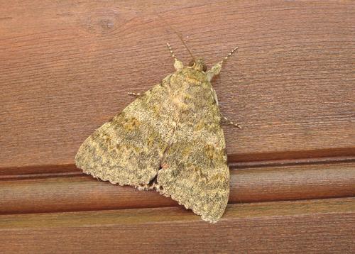 Réf. 39 340 : Catocala elocata