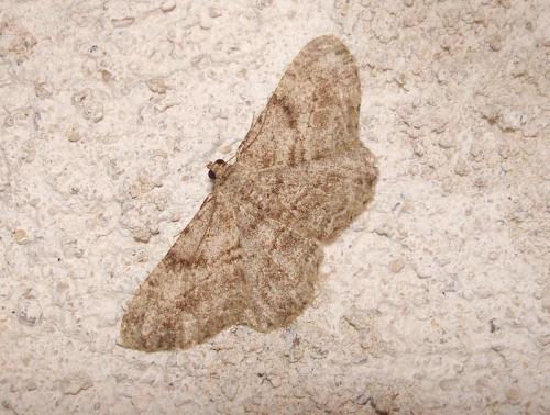 Peribatodes rhomboidaria