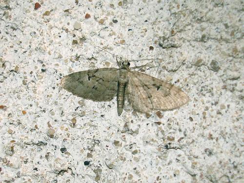 Réf. 39 686 : Eupithecia pusillata