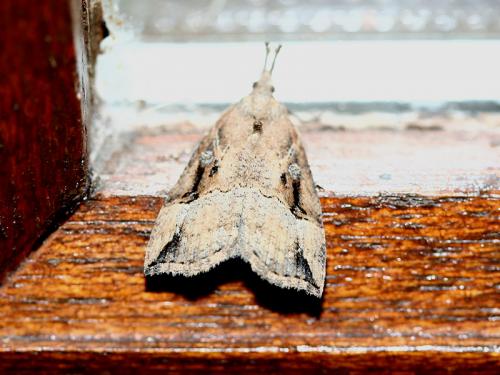 Réf. 39 834 : Hypena rostralis