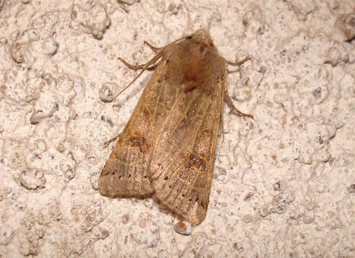 Agrochola lunosa