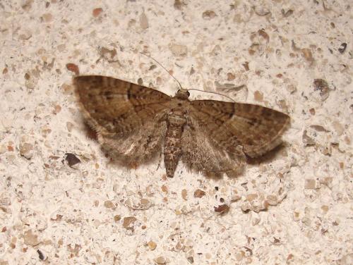 Réf. 39 983 : Eupithecia pusillata