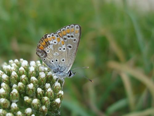 Aricia agestis