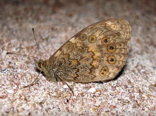 Lasiommata megera