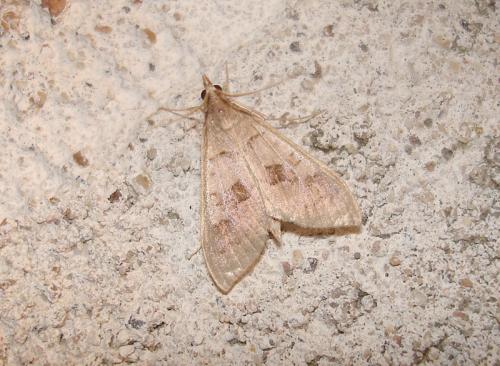 Réf. 39 432 : Mecyna asinalis
