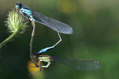 Ischnura elegans