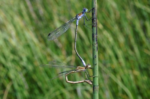 Lestes sponsa