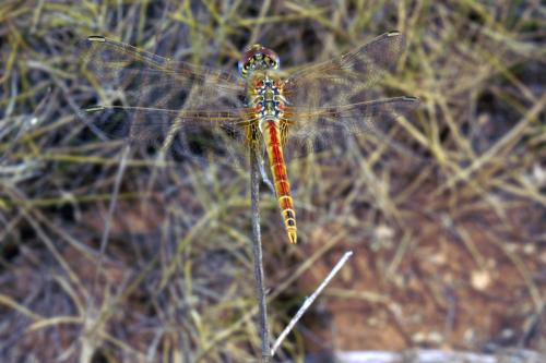 Sympetrum fonscolombii