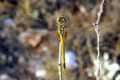 Réf. 39 176 : Sympetrum fonscolombii