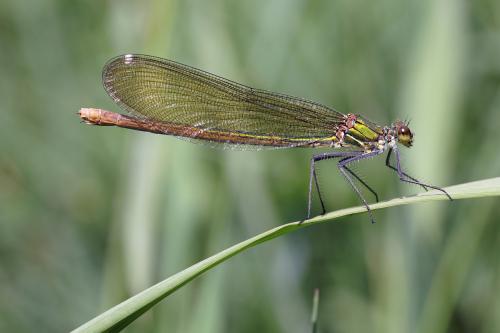 Calopteryx splendens