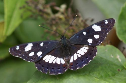 Limenitis reducta