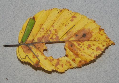 Réf. 39 678 : Stigmella sp.