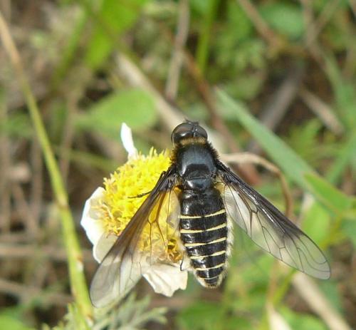 Lomatia sp.