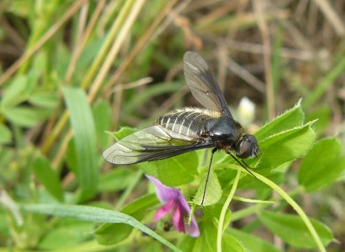 Lomatia sp.