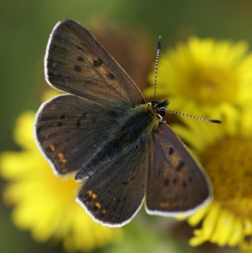 Réf. 39 591 : Lycaena tityrus