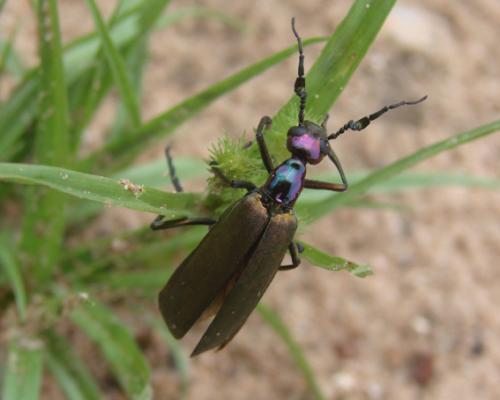 Lydomorphus dusaulti