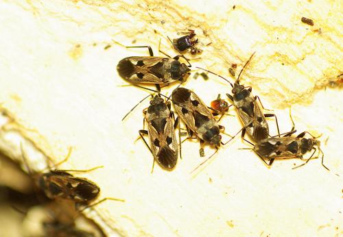 Rhyparochromus vulgaris