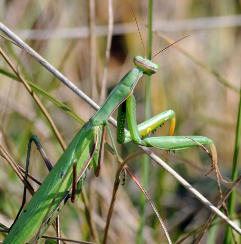 Mantis religiosa