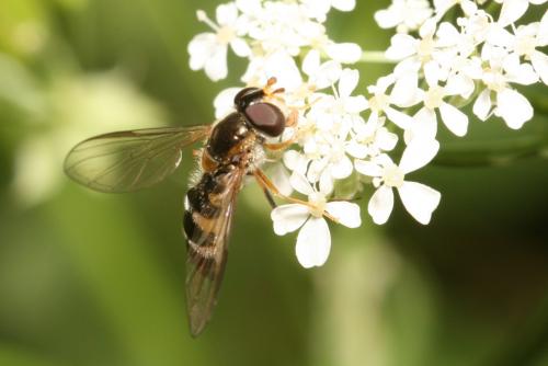 Réf. 39 138 : Meligramma triangulifera