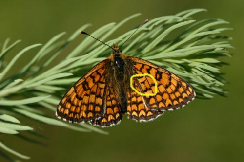 Melitaea deione