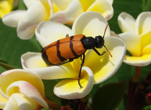 Hycleus trifasciatus