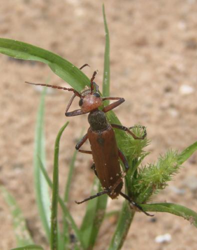 Psalydolytta vestita