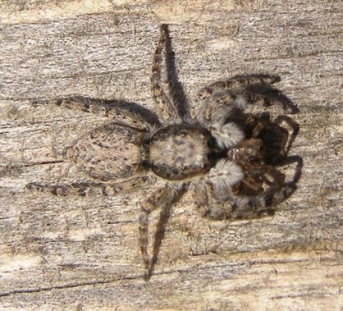 Menemerus sp.