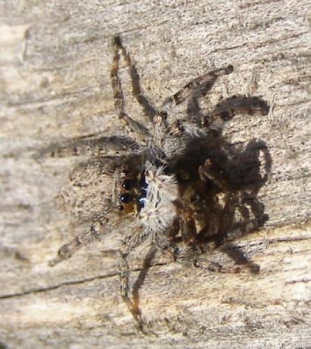 Réf. 39 816 : Menemerus sp.