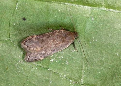 Réf. 39 311 : Anacampsis populella