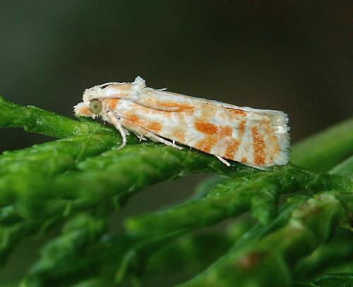Rhyacionia pinicolana