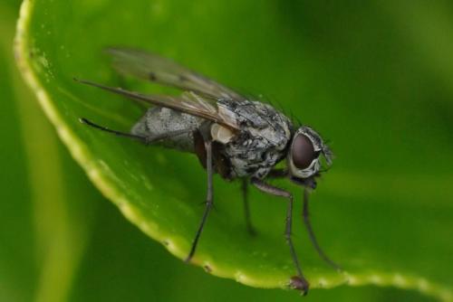 Réf. 39 072 : Phaonia fuscata