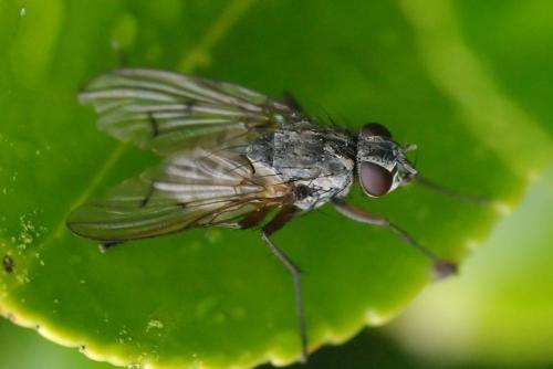 Réf. 39 073 : Phaonia fuscata