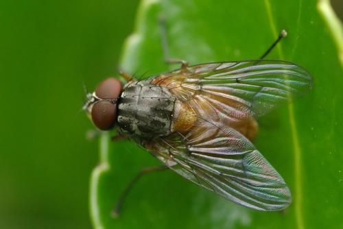 Phaonia sp.